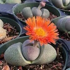 Pleiospilos Nelii Flower Seeds for Planting - NON GMO Seeds Dhara Seeds