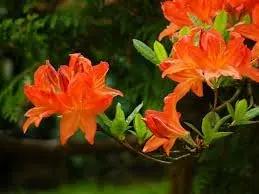 Heirloom Orange Azalea Flower Seeds for Garden Planting - NON GMO Garden Seeds Dhara Seeds