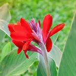 Heirloom Non-GMO Canna Flower Seeds for Garden Planting – Vibrant Tropical Blooms for planting in your garden.
