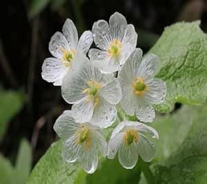 Diphylleia Flower