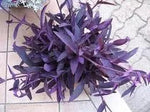 Tradescantia Pallida Plant Seeds for Planting - NON GMO Seeds Dhara Seeds