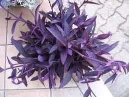 Tradescantia Pallida Plant Seeds for Planting - NON GMO Seeds Dhara Seeds