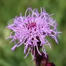 Liatris Flower Seeds for Planting - NON GMO Seeds Dhara Seeds