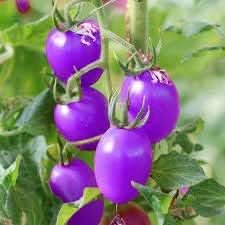 Tomato Seeds for Planting, Violet