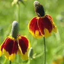 Mexican Hat Wildflower Seeds for Planting - NON GMO Seeds for planting in home garden