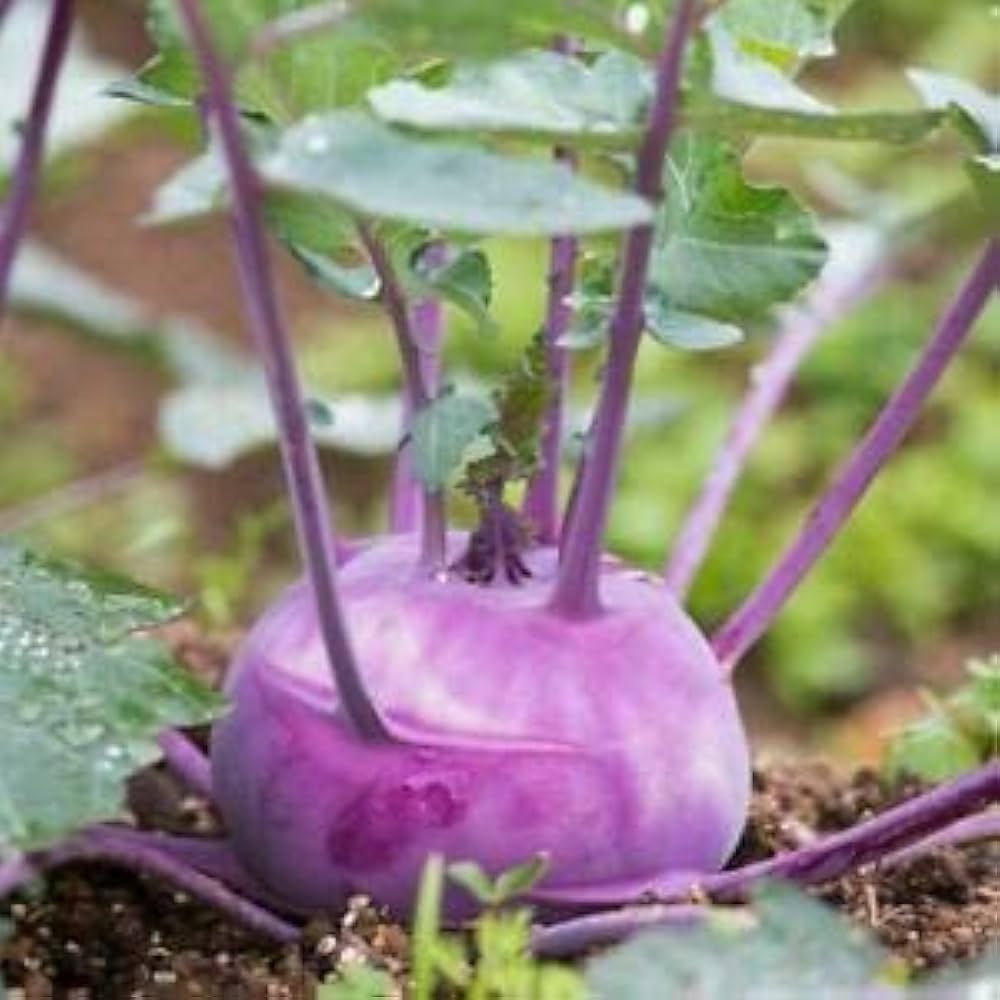 Kohlrabi Brassica Oleracea Purple Vienna Vegetable Seeds for Planting – Crisp Variety for Backyard and Kitchen Gardens