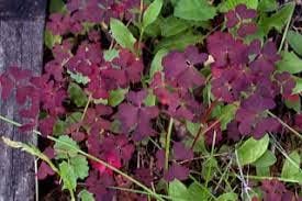 Oxalis Plant Seeds – Heirloom, Non-GMO Seeds for Planting Colorful and Hardy Garden Blooms for planting in your garden.