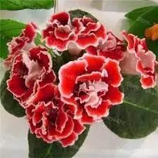 African Violet Flower Seeds Red – Heirloom, Non-GMO Seeds for Planting Indoor Garden Blooms Dhara Seeds