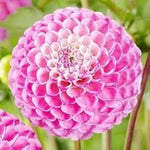 Pompon Dahlia Rose Flower Seeds for Planting – Heirloom and Non-GMO garden seeds for planting in your garden.
