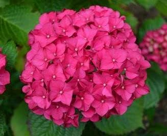 Pink Hydrangea Flower Seeds - 100 pcs