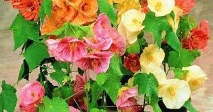 Abutilon Bellvue Flower Seeds for Planting - 100 pcs for planting in your garden.