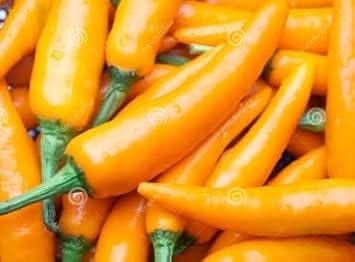 Orange Chili Seeds for Planting