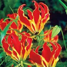 Gloriosa Flower Seeds for Planting - 100 seeds for planting in home garden