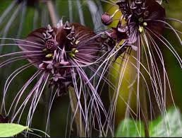 Tiger Orchid Flower Seeds for Planting - 100 seeds for planting in home garden