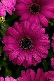Osteospermum Flower Pink - Heirloom, Non - Gmo Seeds