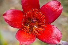 Ceiba Flower Seeds for Planting - 100