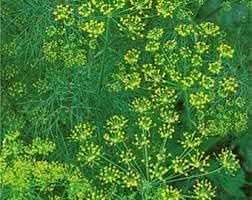 Aromatic Plants and Vegetable Seeds for Planting