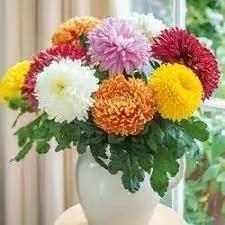 Chrysanthemum Flower Seeds for Garden Planting - NON GMO Seeds Dhara Seeds