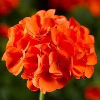 Geranium Orange Flower Garden Seeds for Planting - NON GMO Seeds Dhara Seeds