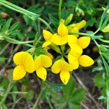 Birdsfoot Flower Seeds for Planting - 100