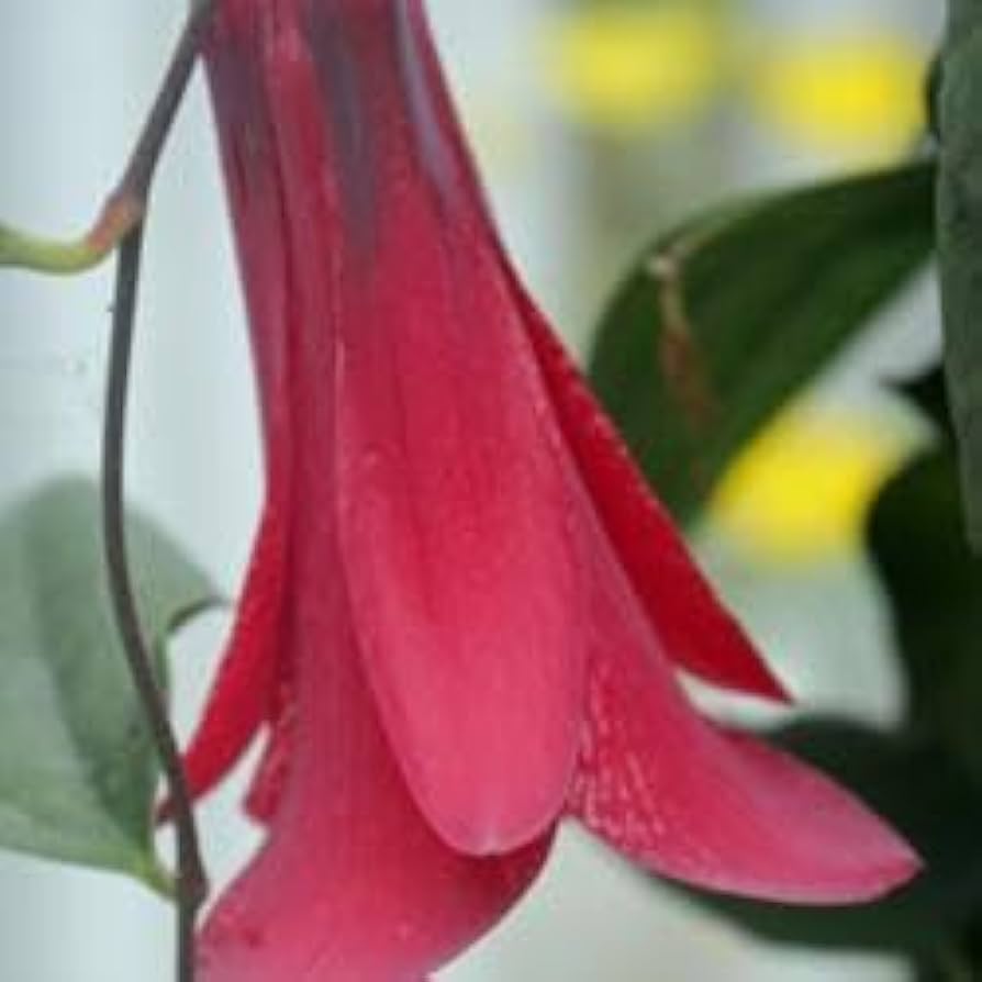 Bellflower Lapageria Rosea Chilean Flower Seeds for Planting – Suitable for Vertical Garden and Trellis Decor