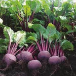 Sugar Beetroot (Beta vulgaris) for planting in home garden