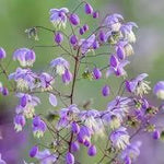 Thalictrum Flower Seeds – Heirloom, Non-GMO Seeds for Planting Delicate Airy Blooms Dhara Seeds