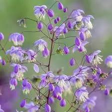 Thalictrum Flower Seeds – Heirloom, Non-GMO Seeds for Planting Delicate Airy Blooms Dhara Seeds