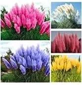Pampas Plant Seeds for Garden Planting - NON GMO Seeds Dhara Seeds