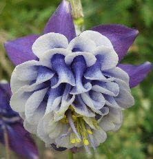 Heirloom Non-GMO Aquilegia Flower Seeds for Planting – Colorful Perennial Garden Blooms for planting in your garden.