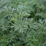 Absinthe Wormwood Seeds for Planting,Aromatic Gardens Scientific Name Placeholder for planting in home garden