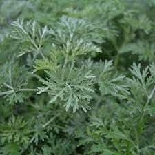 Absinthe Wormwood Seeds for Planting,Aromatic Gardens Scientific Name Placeholder for planting in home garden