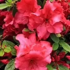Heirloom Non-GMO Light Red Azalea Flower Seeds for Planting – Bright Blooms for Home Garden for planting in home garden