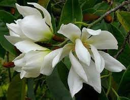 Michelia Flower Seeds for Planting - 100