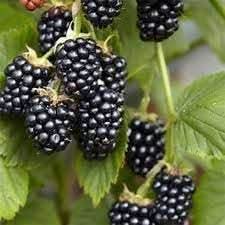 Blackberry Fruit Seed Collection for Sweet, Juicy Berries