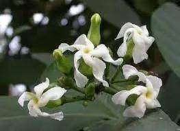 Voacanga Flower Seeds for Planting – NON GMO Seeds Dhara Seeds