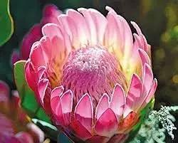 Protea Flower Planting Seeds for Garden NON GMO Seeds Dhara Seeds