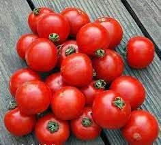 New Fresh Arctic Plenty Fruit Seeds - Hardy Arctic Fruits for Cold Climate Gardens