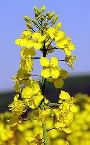 Wikipedia Flower Seeds for Planting - 100