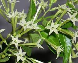 Nocturnum Flower Seeds for Planting - 100