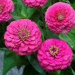 Elegans Flower Seeds for Planting - 100 seeds for planting in home garden