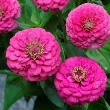 Elegans Flower Seeds for Planting - 100 seeds for planting in home garden