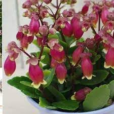 Heirloom Kalanchoe Wendy Flower Seeds, Non-GMO Charming Succulent Blooms for Garden Planting