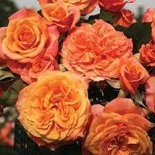 Goldish Yellow Rose Flower Seeds Non-GMO Heirloom Garden Seeds for Planting and Growing
