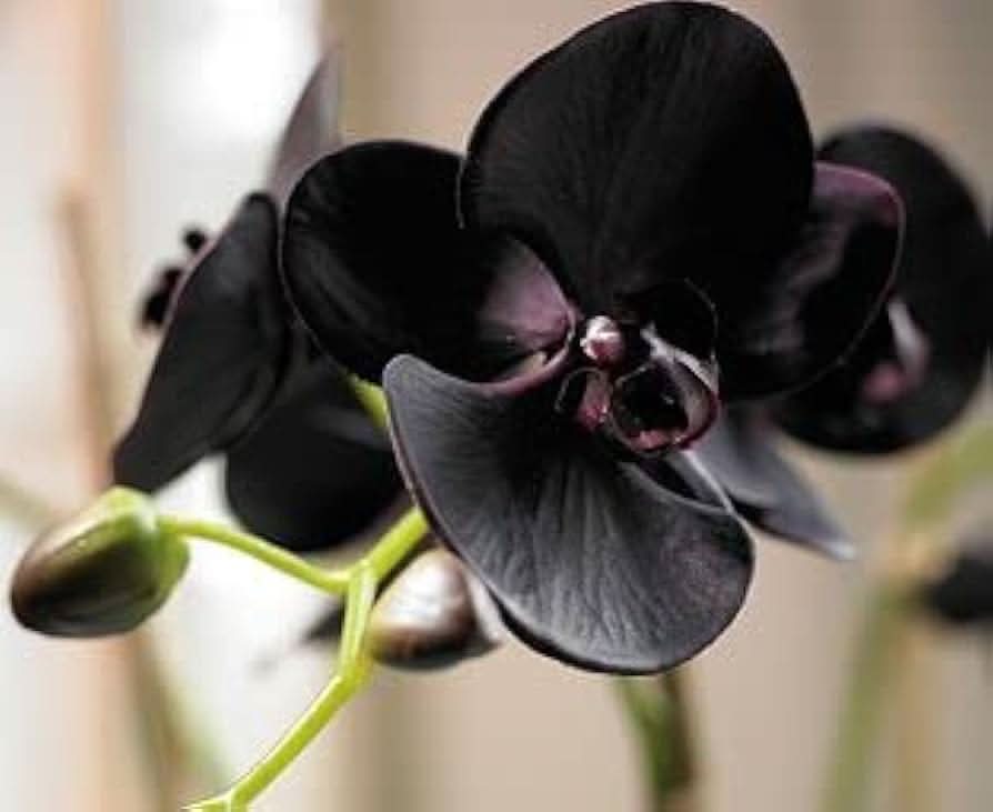 Black Cymbidium Faberi Flower Seeds