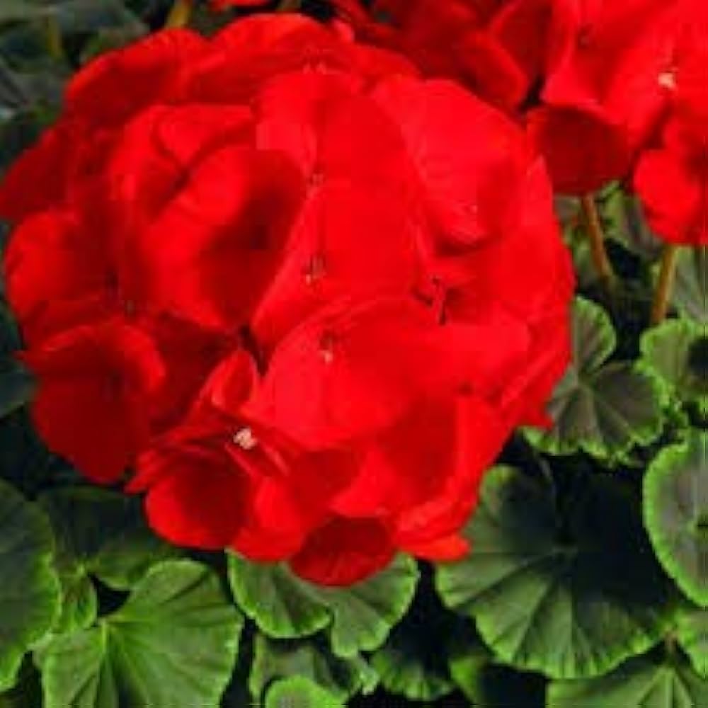 Rare Geranium Seeds – , Multi-Color Pelargonium Bonsai