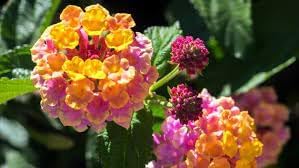 Wandelrose Flower Seeds for Planting, 100