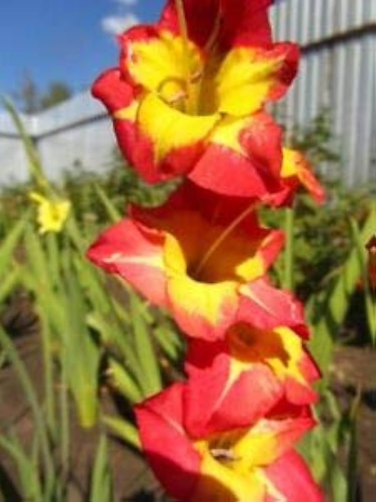 Organic Yellow Red Gladiolus Flower Seeds for Planting – Heirloom, Non-GMO Perennial Blooms for planting in your garden.