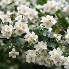 Philadelphus Coronarius Flower Seeds for Planting - 100