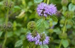 Purple Pennyroyal Herb Plant Seeds for Planting-Natural Garden Enhancement Scientific Name Placeholder for planting in home garden